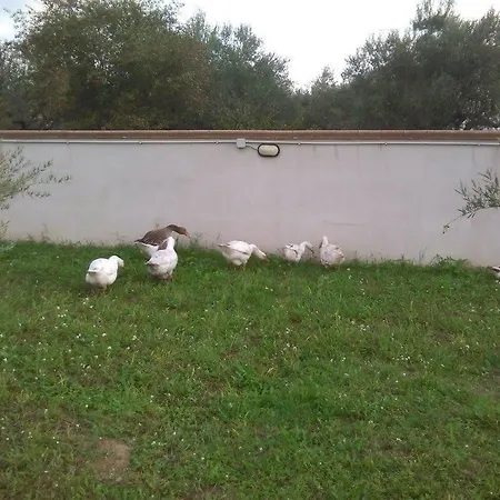 Ferienhaus Wendy *